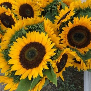 Meet your Posher, Pamela